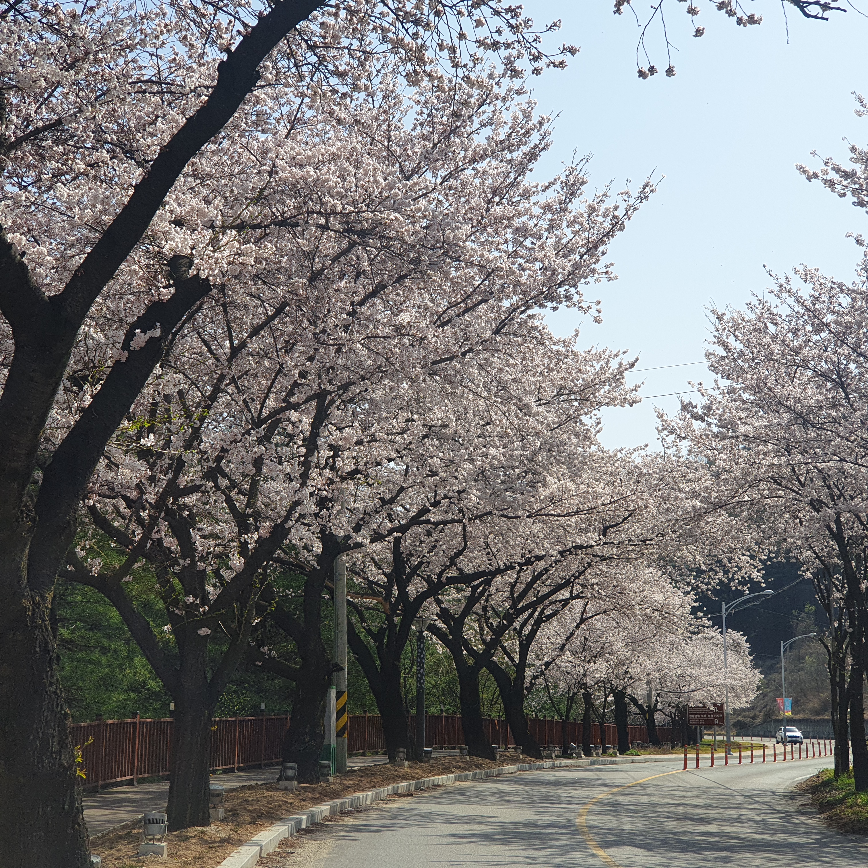 벚꽃상황(2022.4.10.오전)