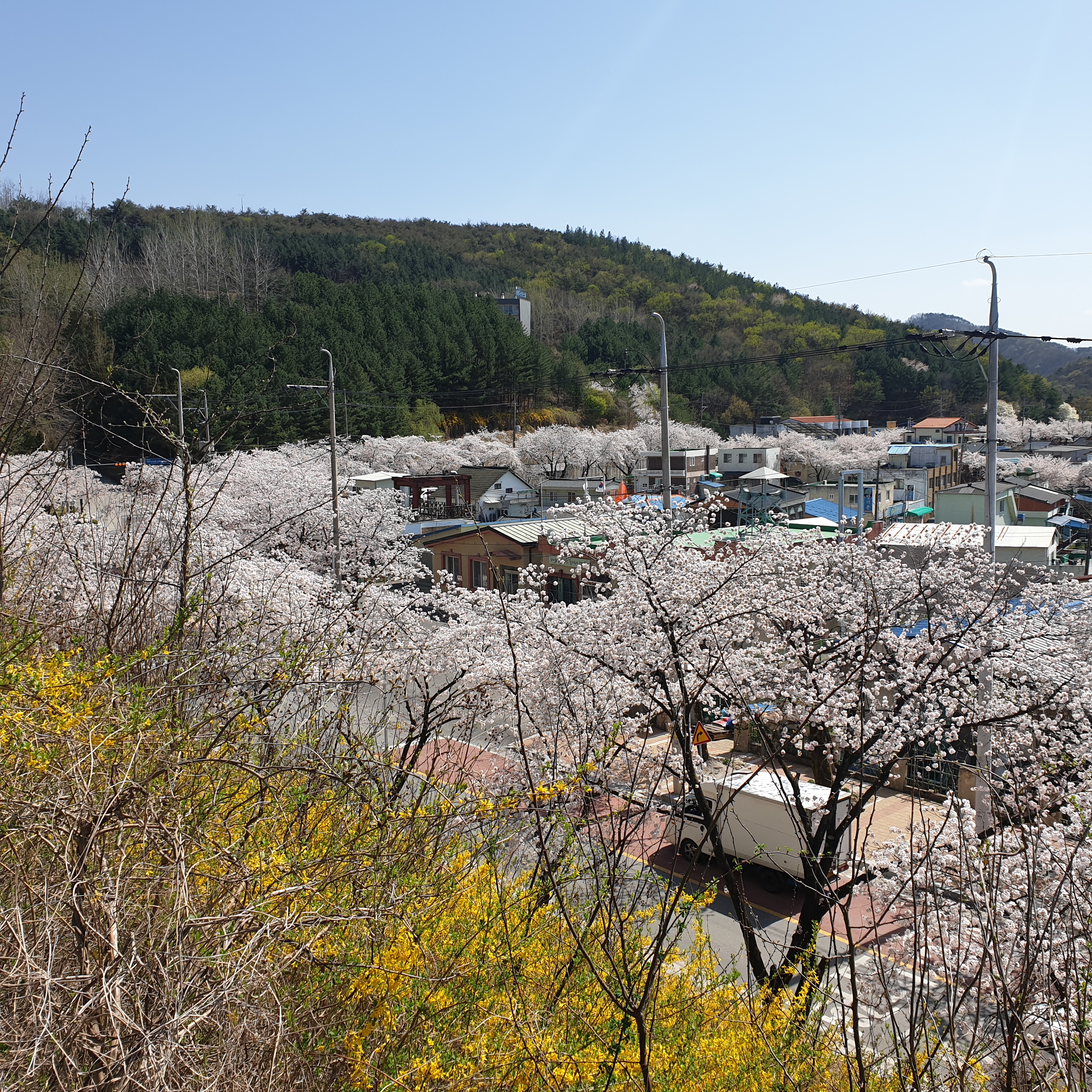 벚꽃상황(2022.4.11.)